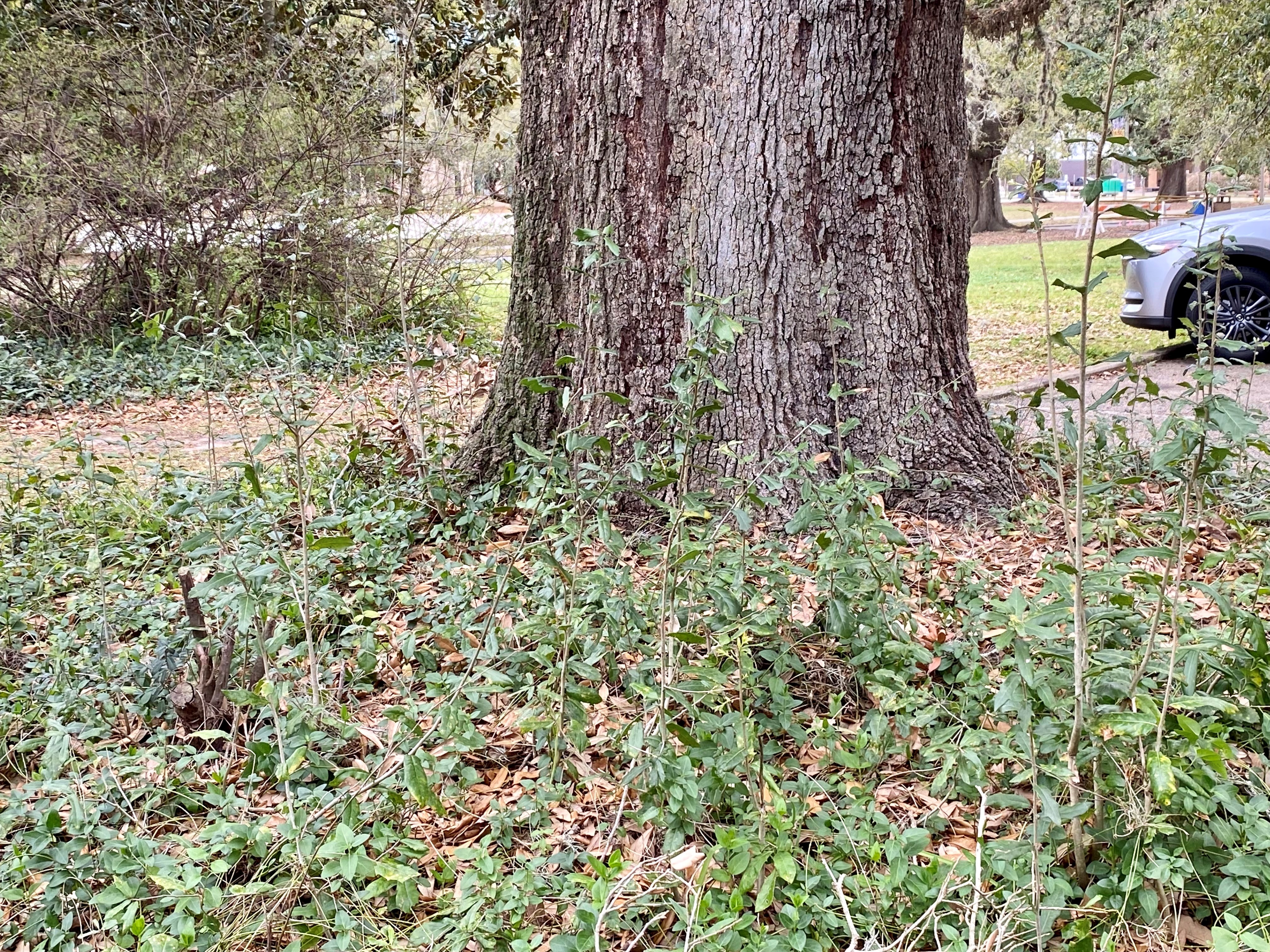 What’s going on with my live oak?